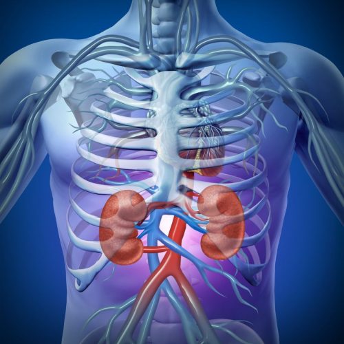 What Are the Most Common Kidney Diseases? 6 Kidney Diseases